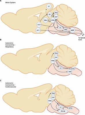 The Mesencephalic Locomotor Region: Beyond Locomotor Control